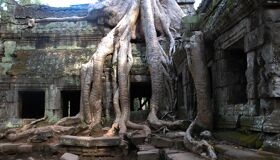 Roots cover the Temples in Siem Reap